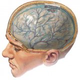 Симптомы сотрясения головного мозга
