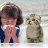 Лечение аллергии на кошек