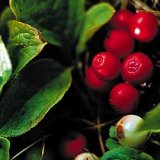 Сахалинская клоповница, ягода и ее применение