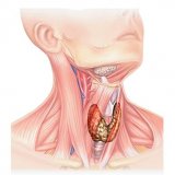 Анализ щитовидной железы