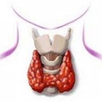 Анализ крови на гормоны щитовидной железы