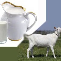 Козье молоко – польза или вред?
