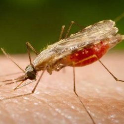 Малярия: причины, симптомы, профилактика и лечение заболевания