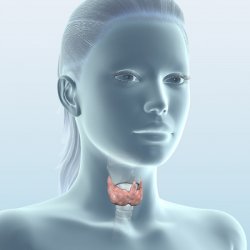 Как устроена и как работает щитовидная железа