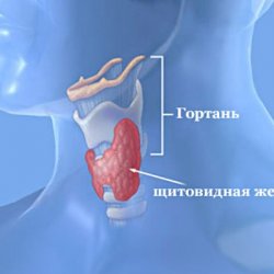 Краткие характеристики основных заболеваний щитовидной железы