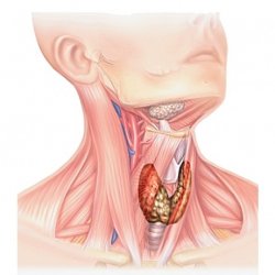 Рак щитовидной железы - не смертный приговор
