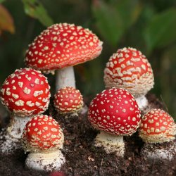 Отравление грибами: опасные грибы, симптомы и первая помощь