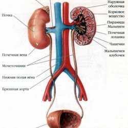 Мочевыделительная система: анатомия и физиология