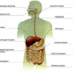 Роль желудка и поджелудочной в пищеварении