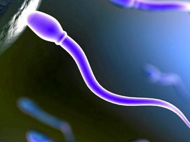морфология сперматозоидов