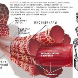 Строение мышцы