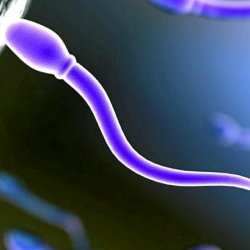 Время жизни сперматозоидов