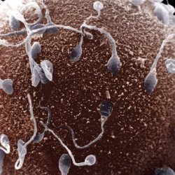 Атака яйцеклетки сперматозоидами