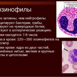 Норма эозинофилов в крови