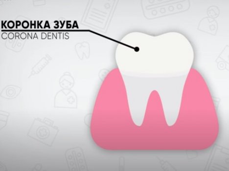 Как устроен зуб человека