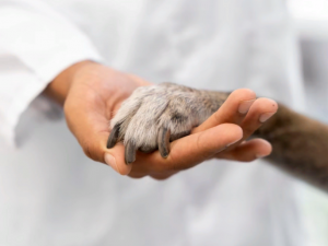Раскрываем секреты успешной ветеринарной клиники для домашних Животных